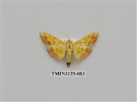 藏品(螟蛾249)的圖片